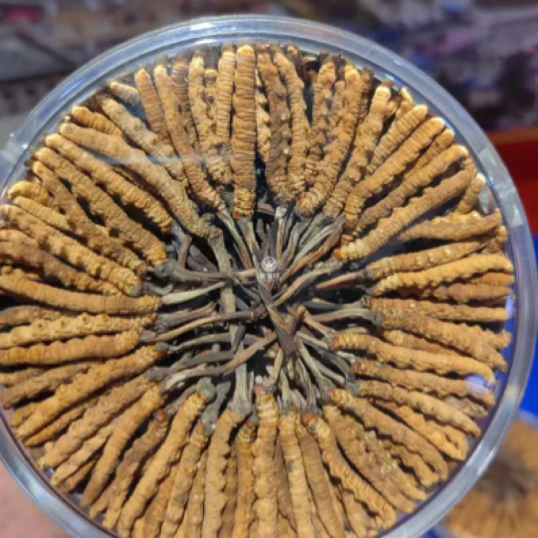 祁连山雪山干冬虫夏草（6-7）根一克