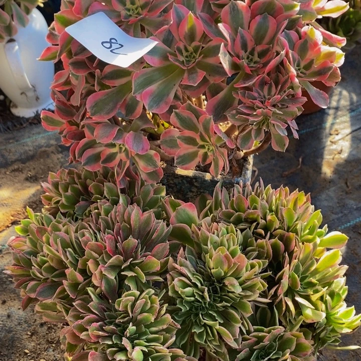 完全开放82号粉女巫➕女神多肉1颗