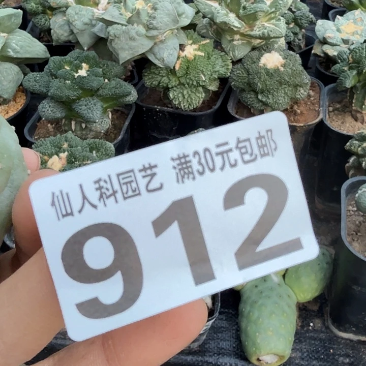 无花朵912落地大尤佛头仙人球