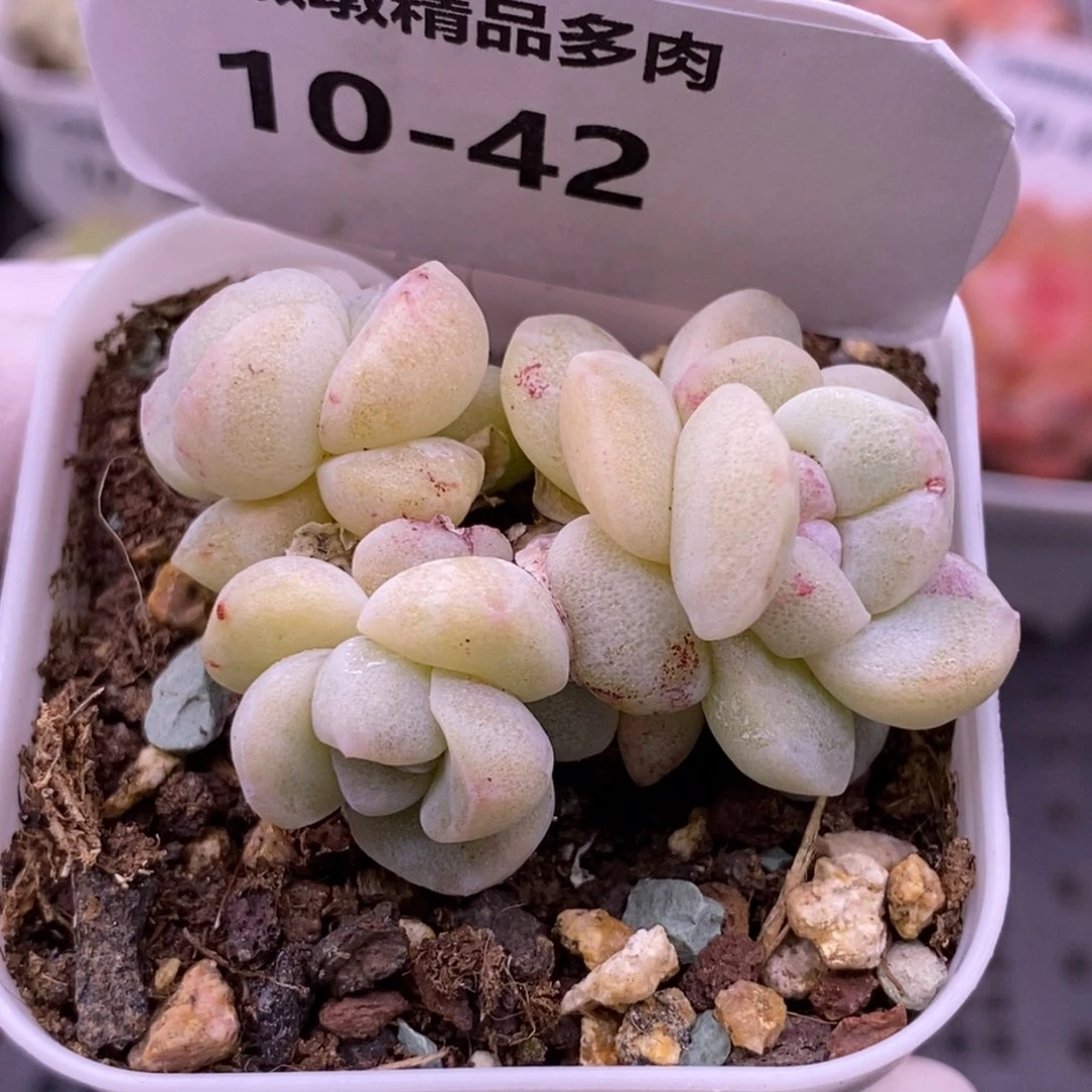 【闪购商品】10-42冰玉石化