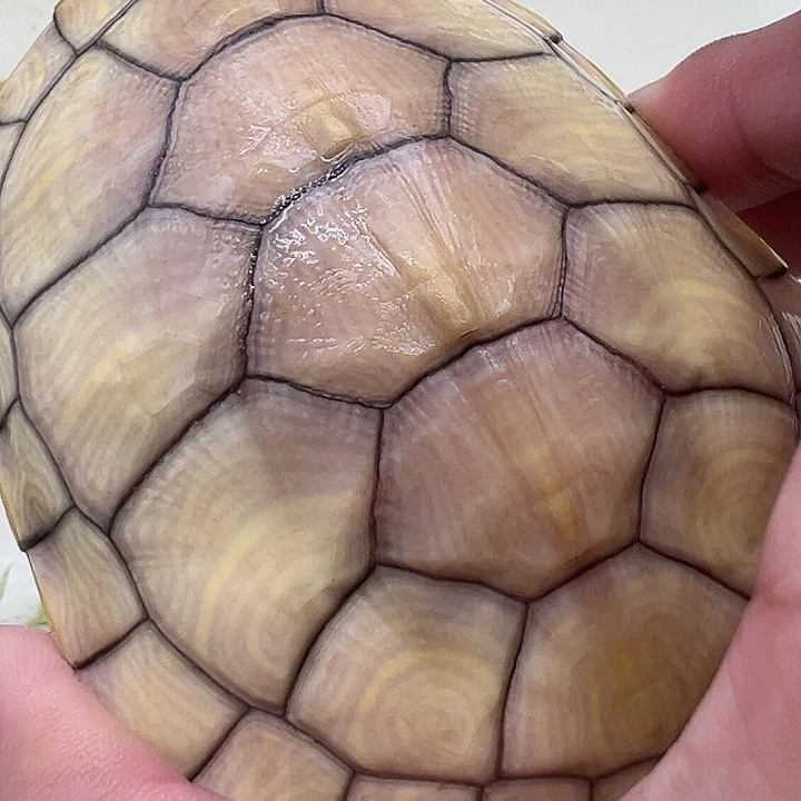 绿毛龟母巴西龟11111