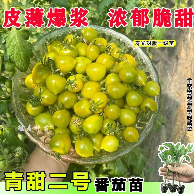 青甜二号番茄苗小番茄秧苗种子红绿紫黑圣女果苗阳台四季盆栽蔬菜