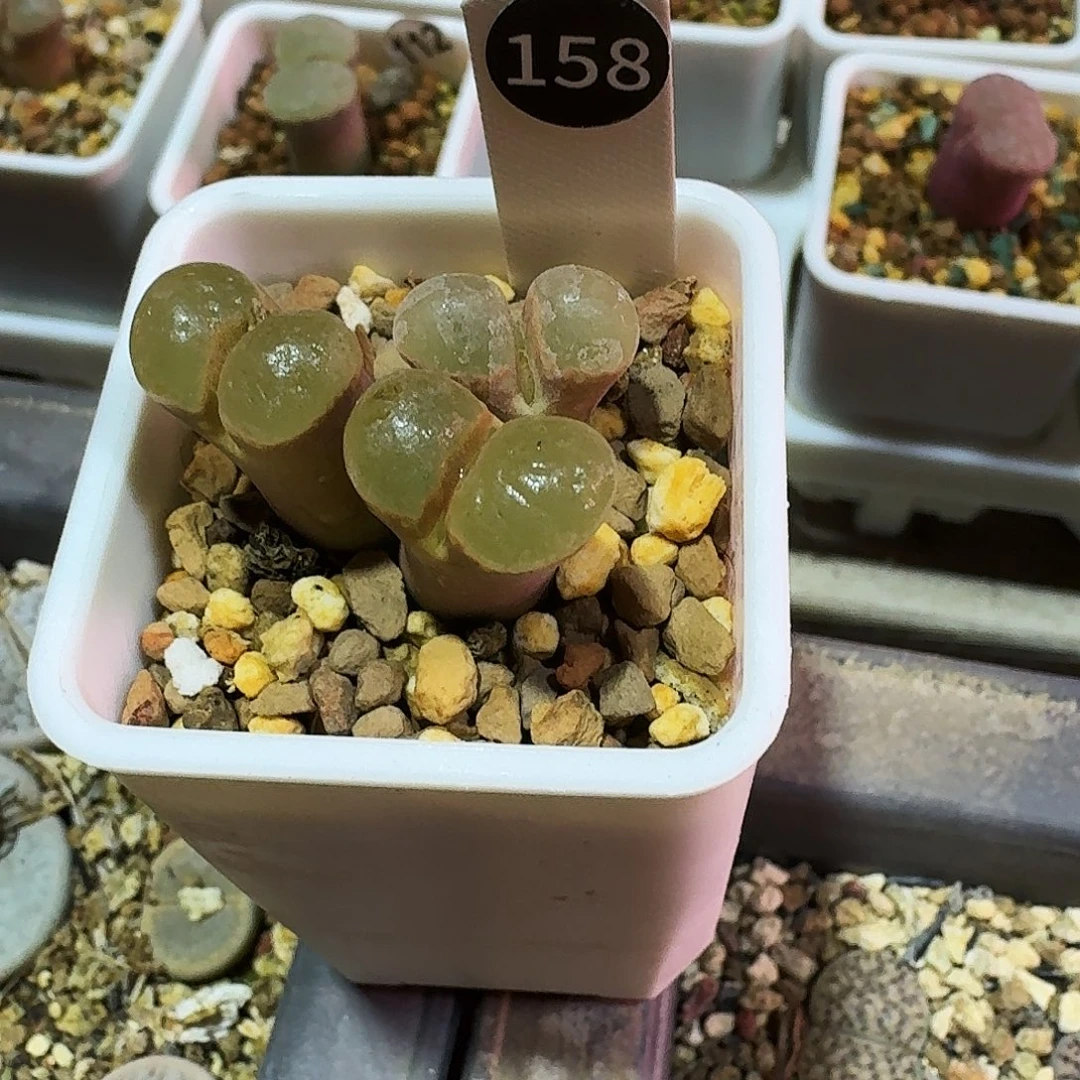 一****多肉植物福利肉锥158