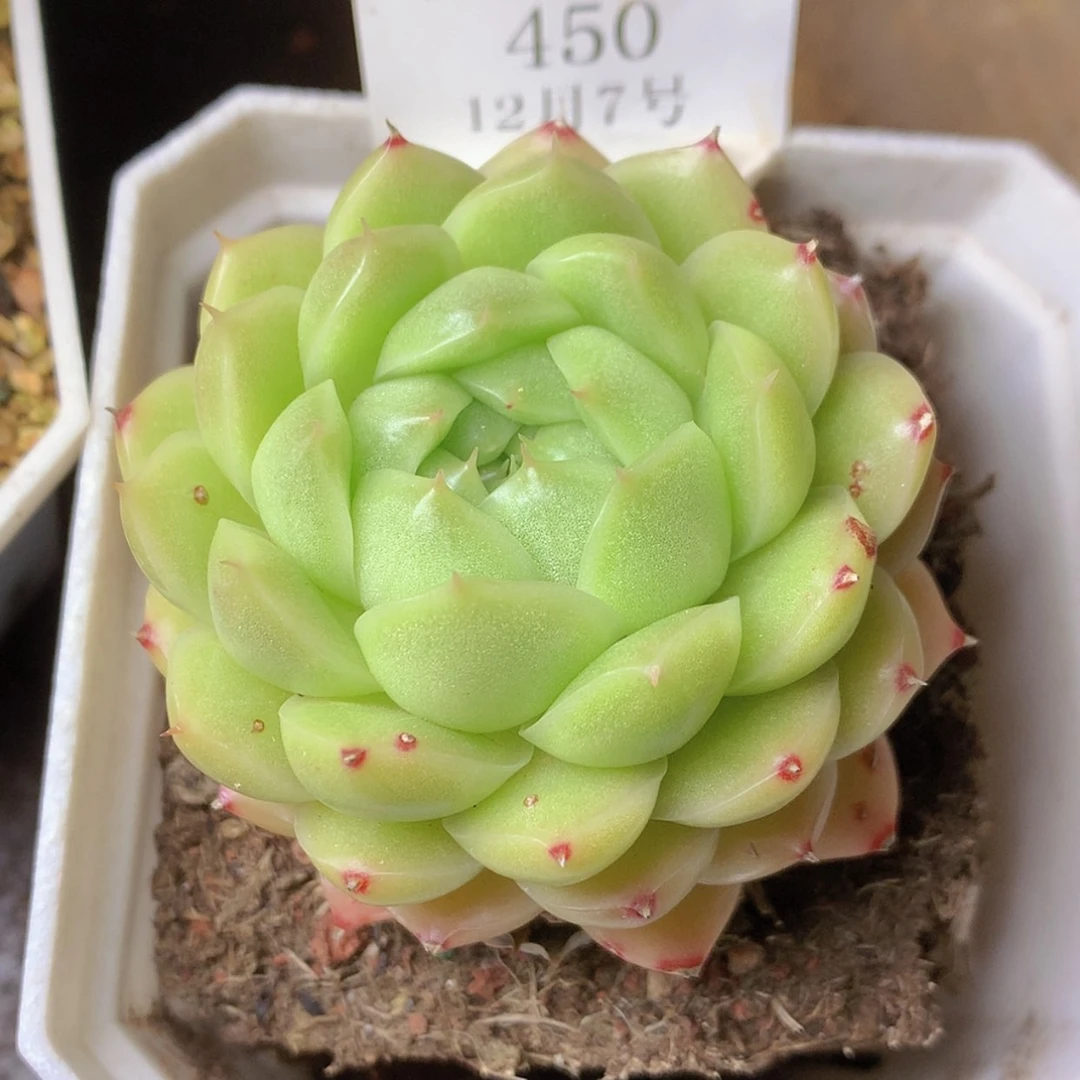 【闪购商品】云450号