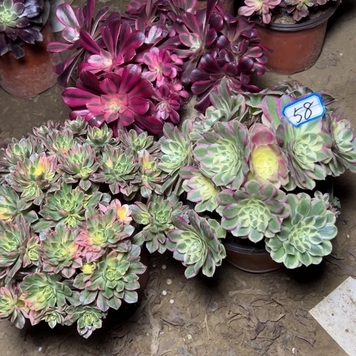 多肉植物砍过朵朵58