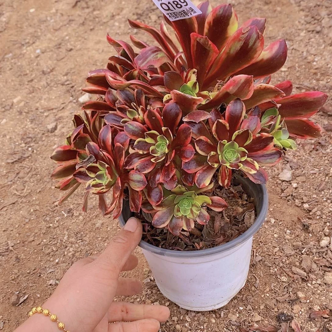 189欧佳丽多肉法师锦