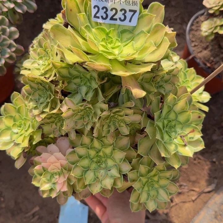 23237韶华多肉植物