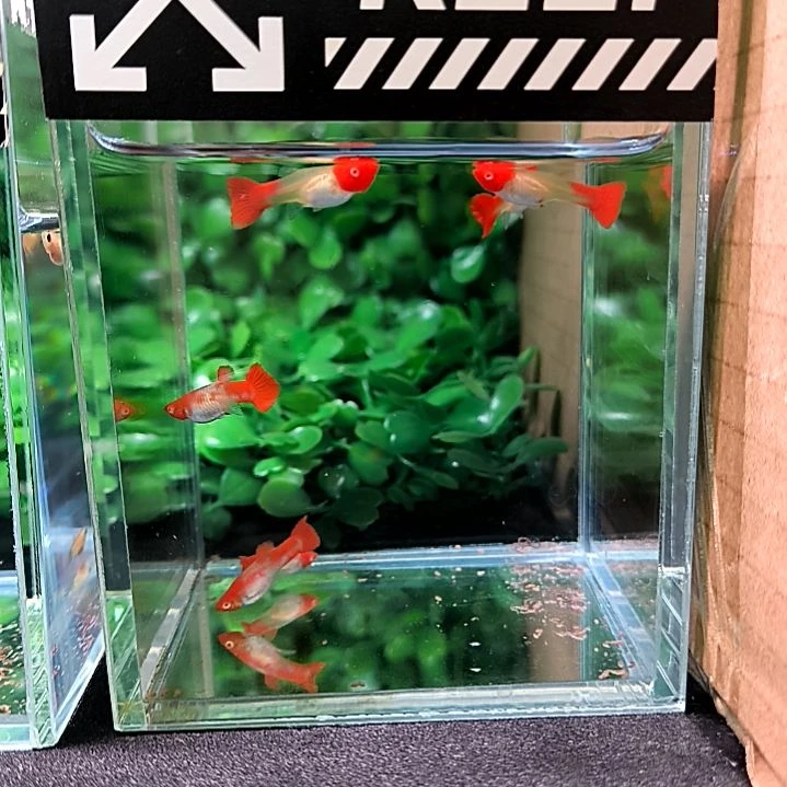 孔雀鱼鸿运当头双分水的子代6条。含两条被损。