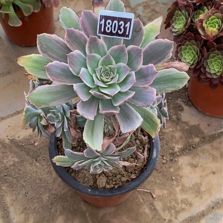 18031号清影法师