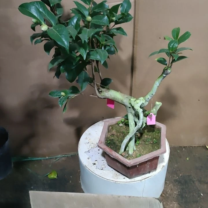 精**续146四品，原盆原土发货，不包邮