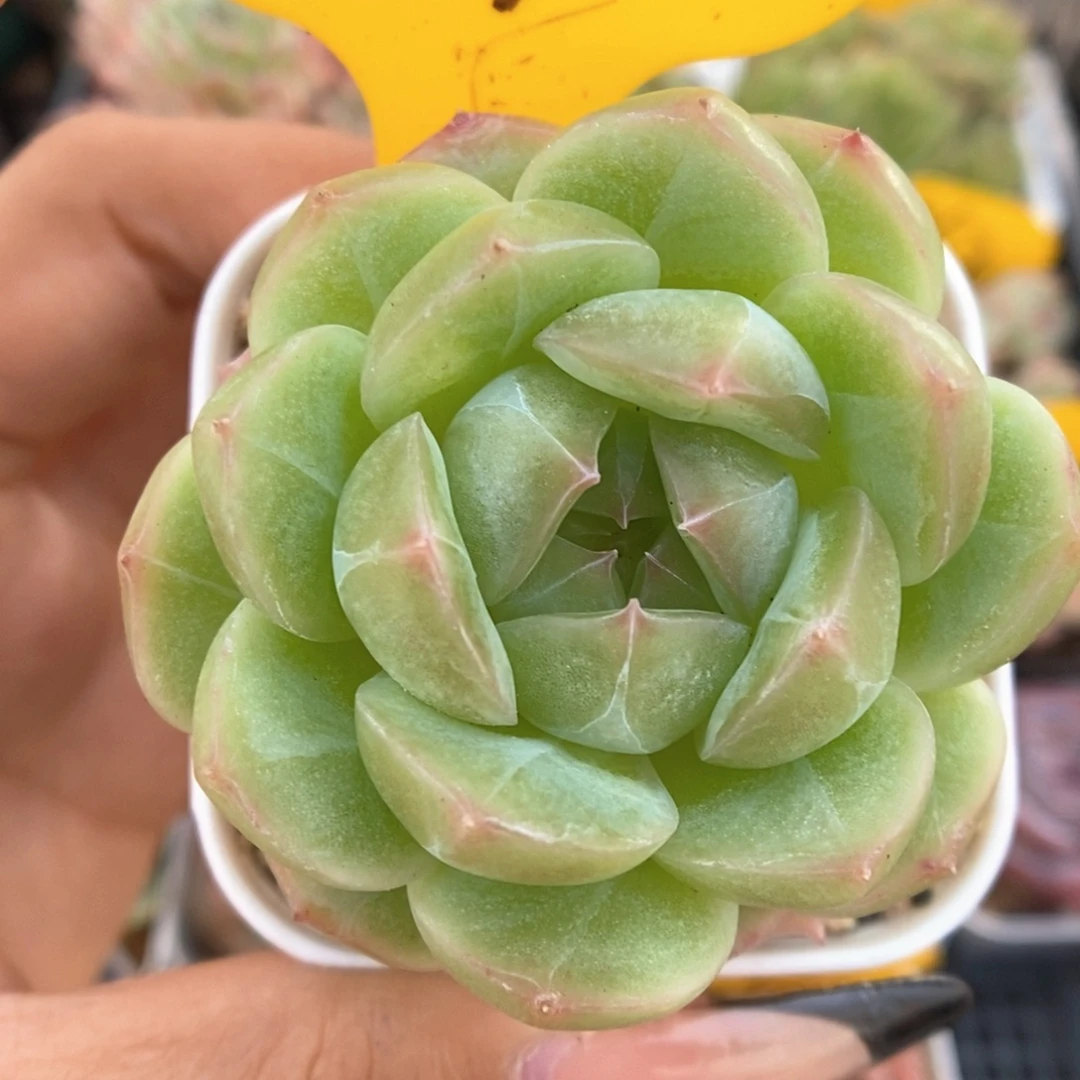 熊猫珍妮974号。