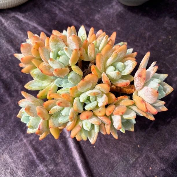 多肉一物一拍冷香无砍老桩叶展21cm