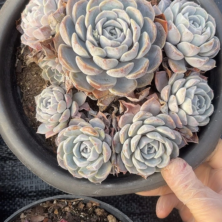 灼***幽两单包邮，一物一拍