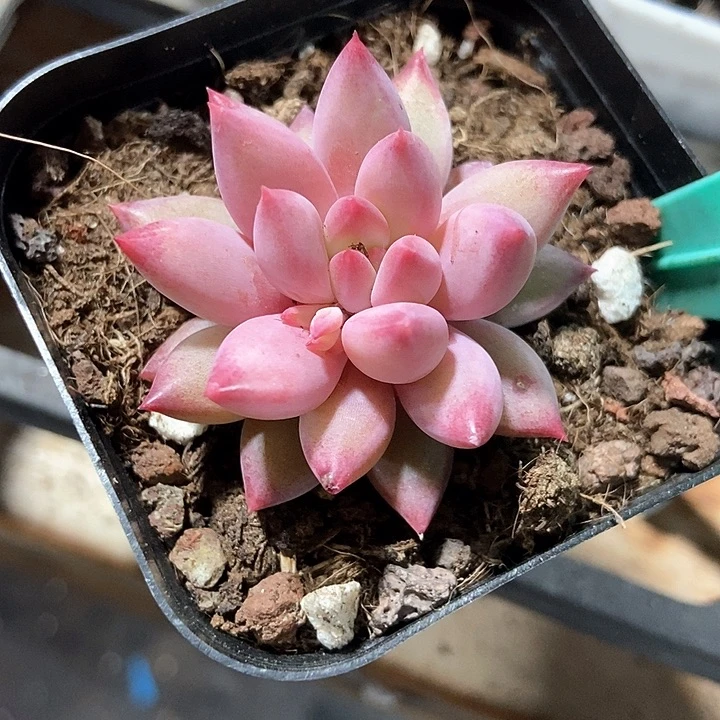 多肉植物虞美人1602