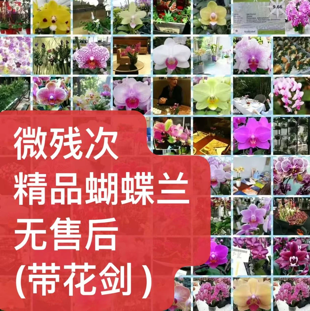 【微残苗蝴蝶兰】蝴蝶兰微残