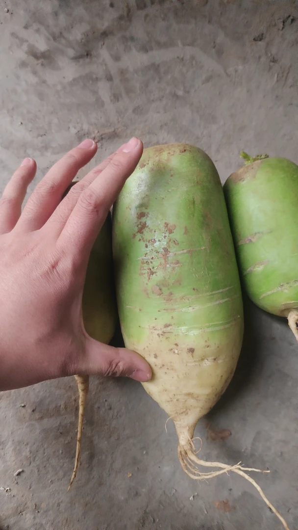 青萝卜新鲜现挖农家自种脆甜萝卜