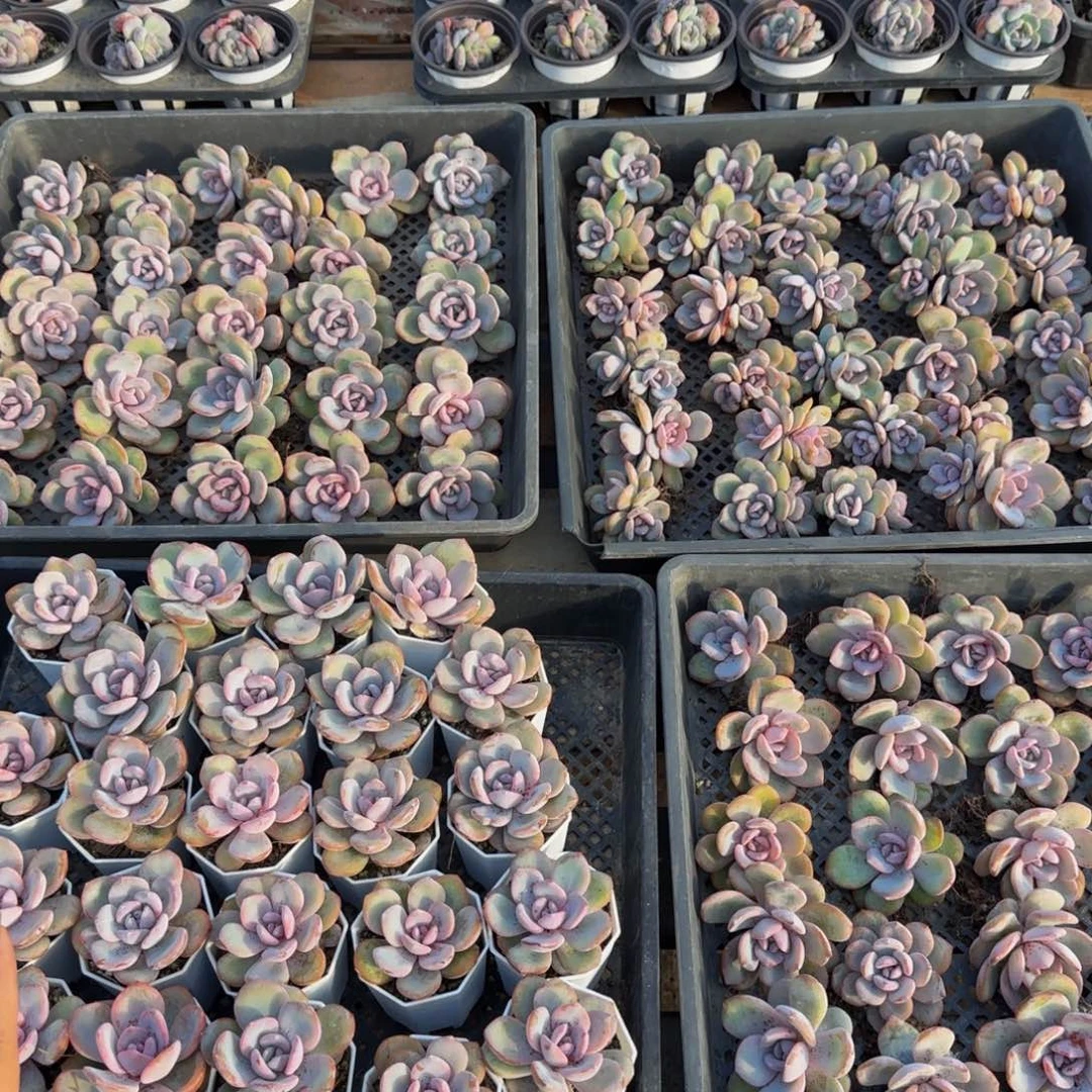 5颗一组奶茶双十一大福利！！