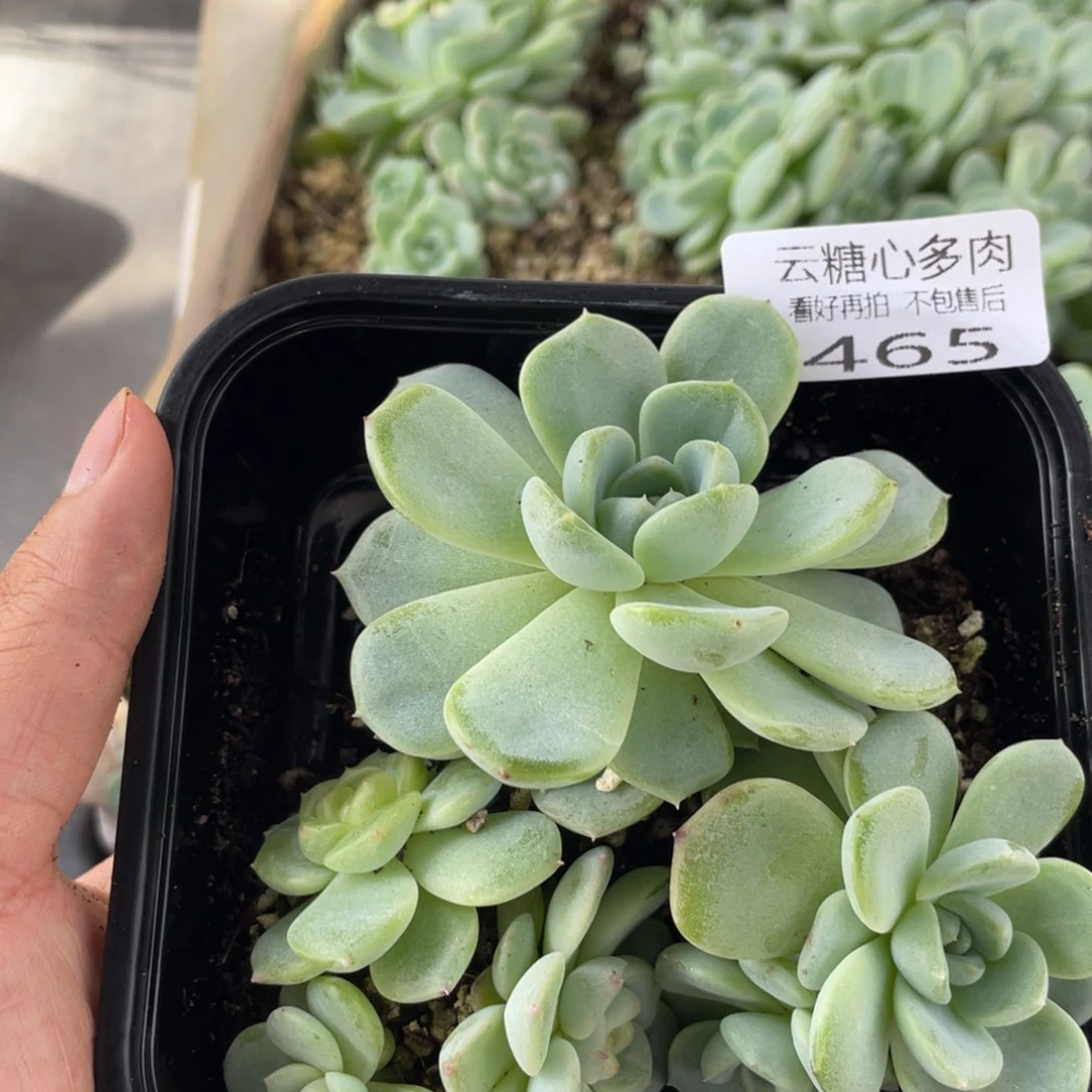 云糖心多肉植物465