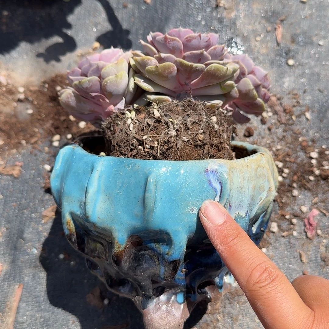 用***5粉蝶带手捏花盆多肉植物