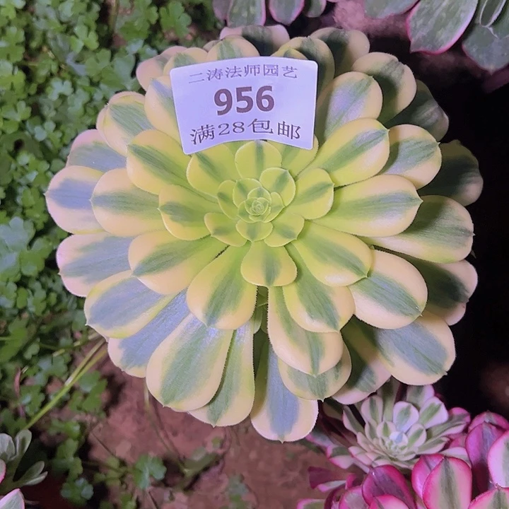 956金丝翡翠多肉