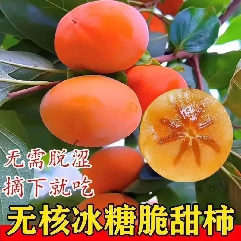脆甜柿子树苗阳丰太秋火晶柿子树苗南北方均可种植耐寒
