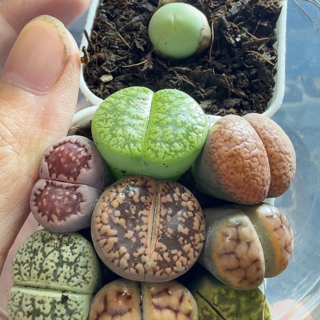 Y***w多肉植物和植物等多种119