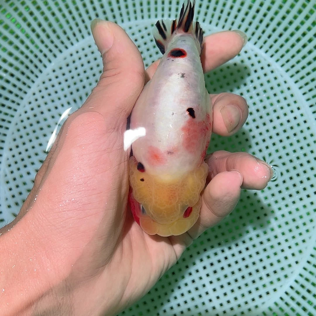 金鱼金鱼兰寿金鱼福利