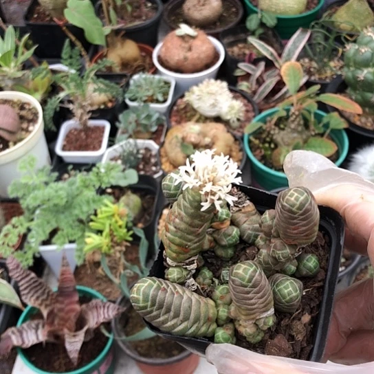 z***5无花朵玉春带盆土包邮