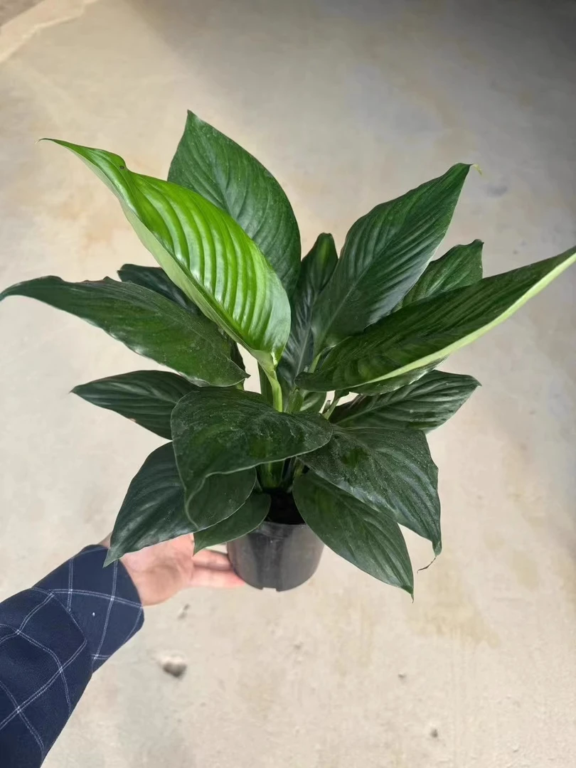 【绿巨人】大株苗带盆0.8-1米（顺丰包邮）室内家具绿植吸尘净化空气