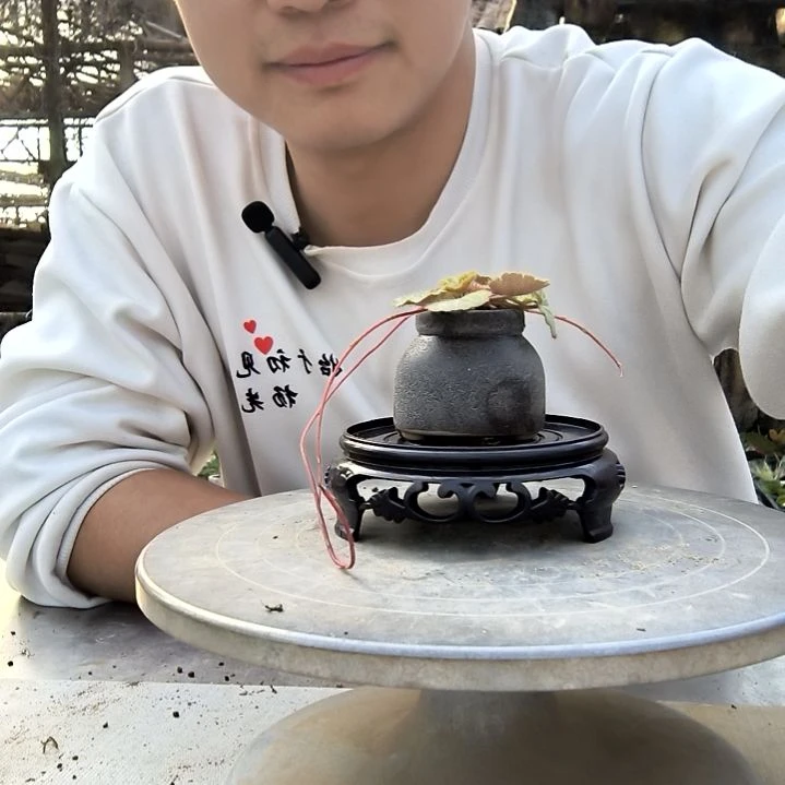 糖***候小盆景小植物一物一拍248