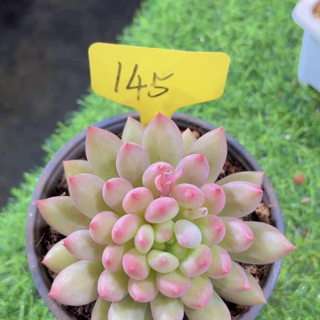 我的小可爱们都好可爱