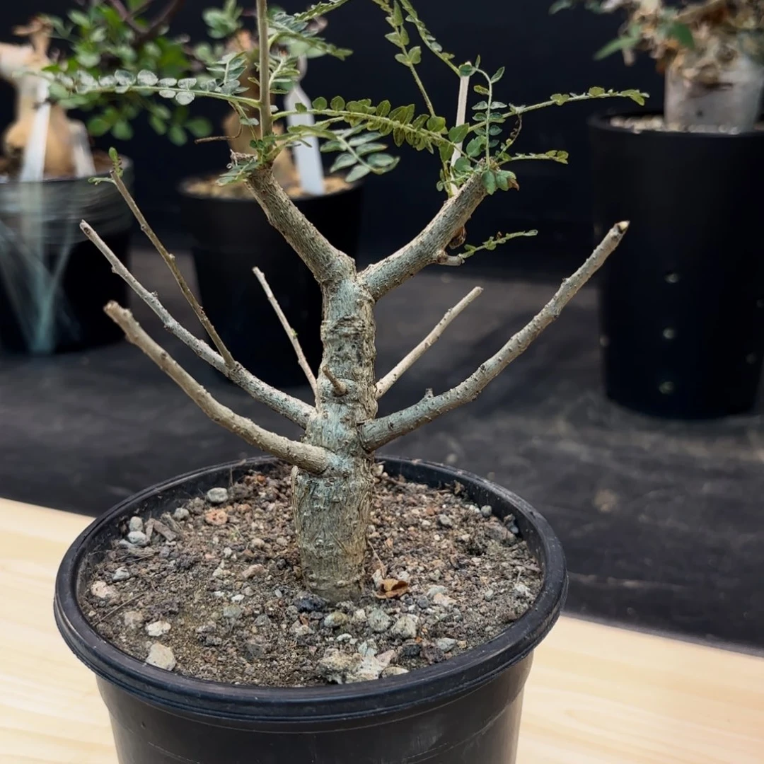 尼勒达乳香带盆发货