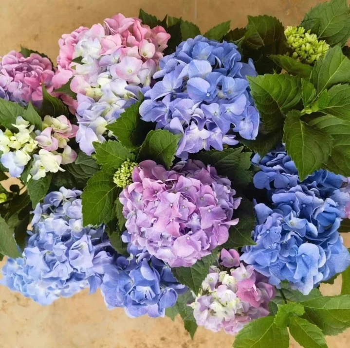 【易多梦幻】绣球花室内室外盆栽地栽【已发货拒绝退款和拒签】