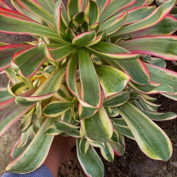 多肉巫毒白673多肉