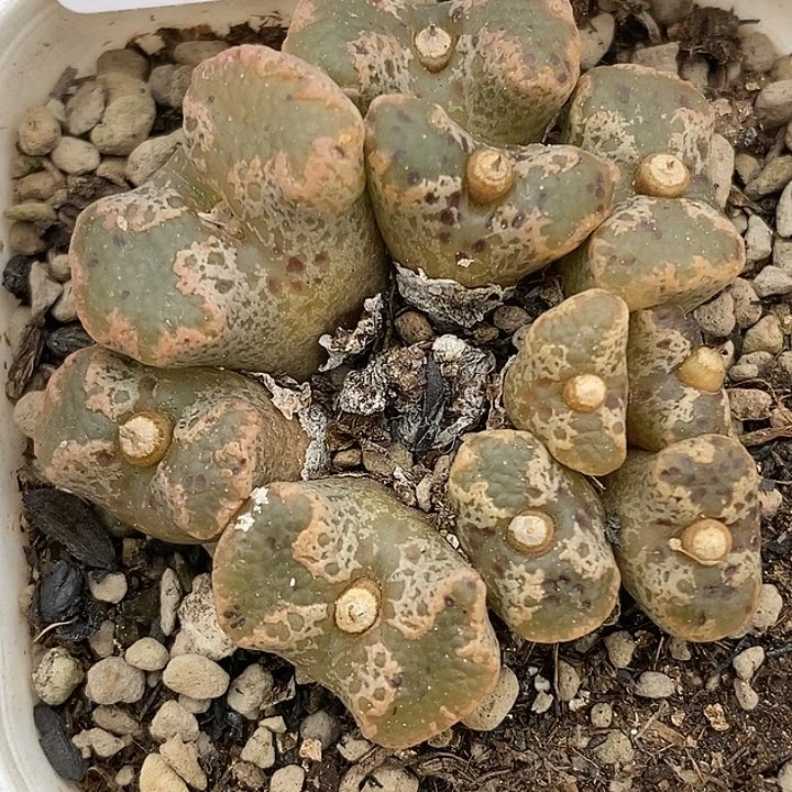 小*口桃喜花园0307-83勋章