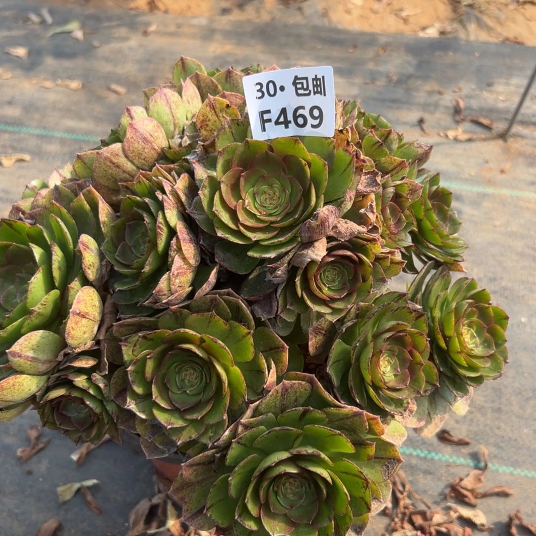 469万拉丝多肉法师