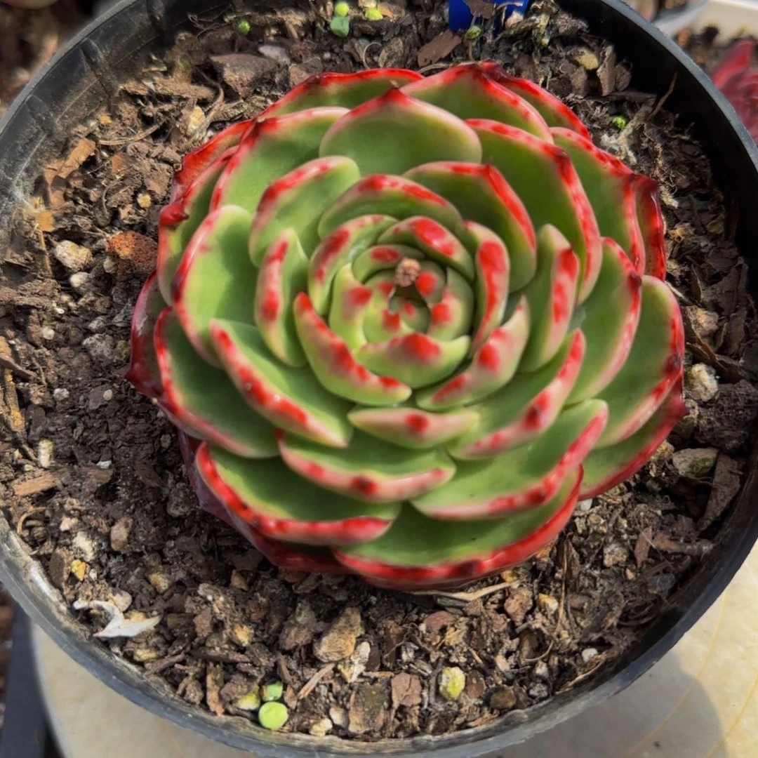 云南精品多肉1025