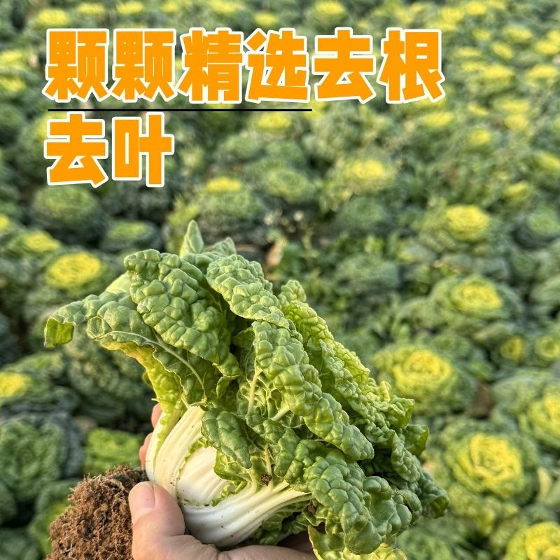 农家自种霜打黄心菊花菜应季蔬菜