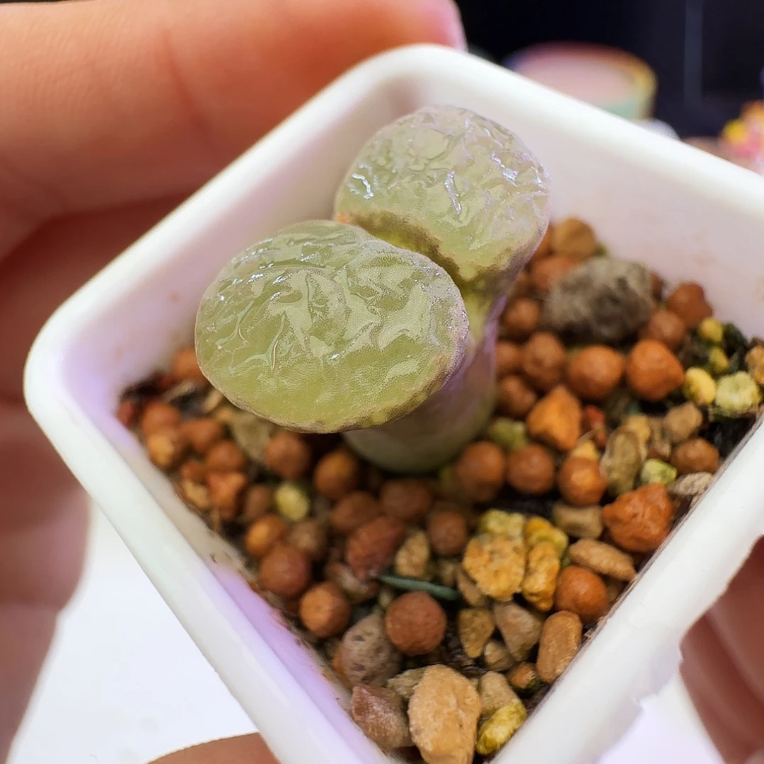 多肉植物福利风铃112