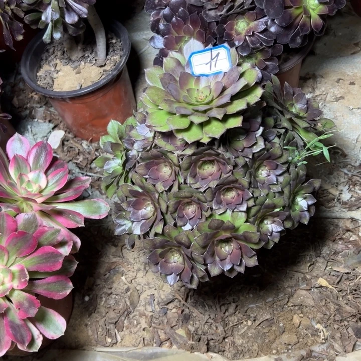 多肉植物桃花石4法