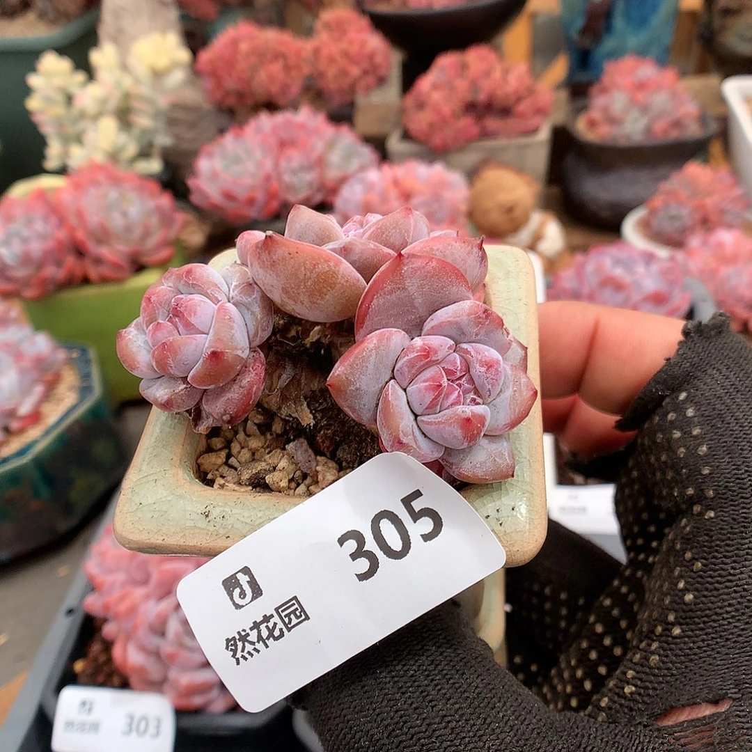 305星影多肉植物666