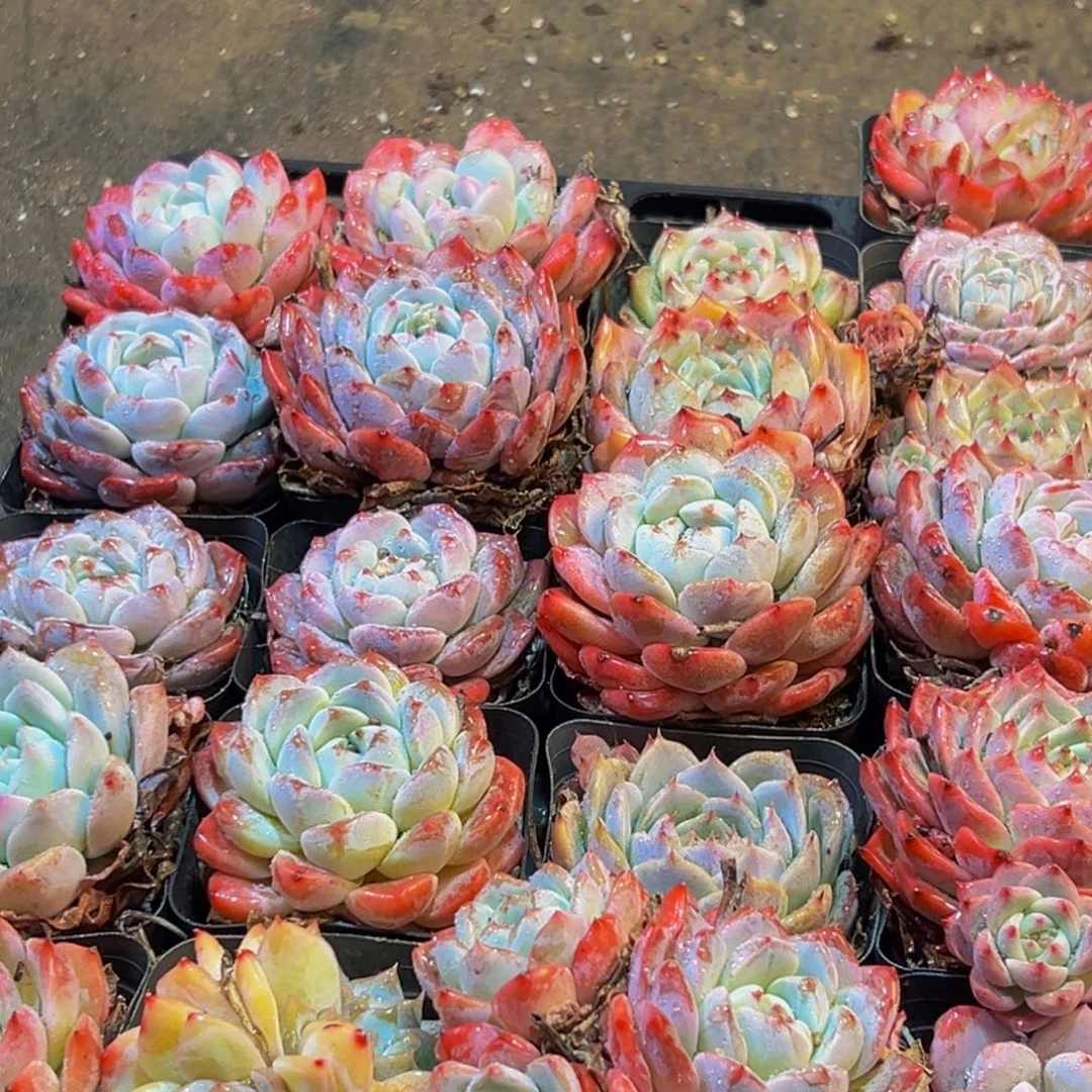 617多肉葡萄领导人物库资料