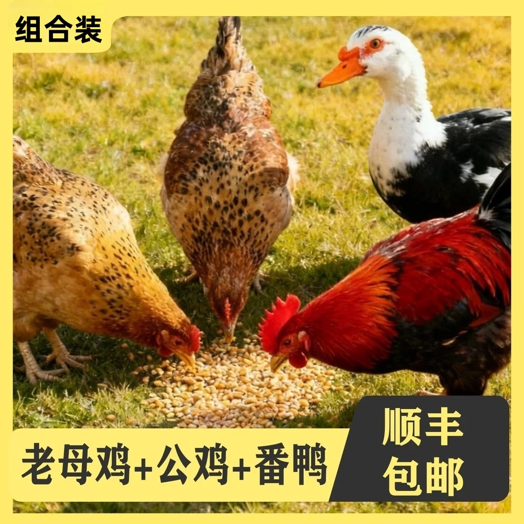 【H】2只2年老母鸡赠1只黑脚公鸡赠1只番鸭4只净重11-12斤支持试吃