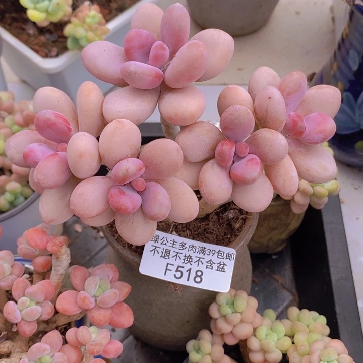 糖果桃蛋老桩518多肉植物