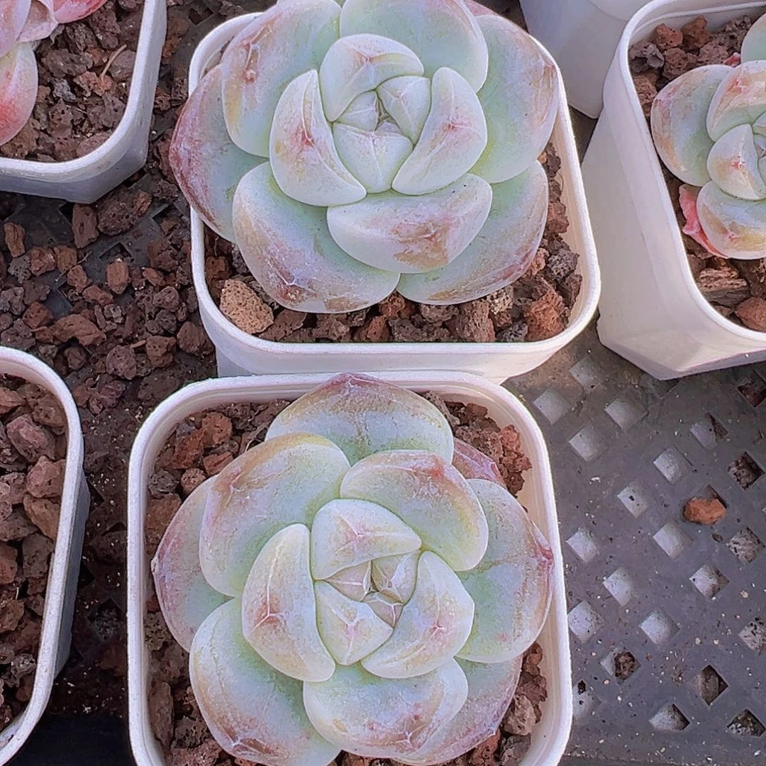 精品5.5盆单头冰玉2颗