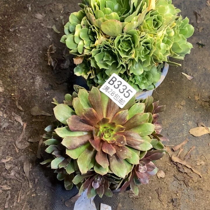 两盆多肉断头不包335