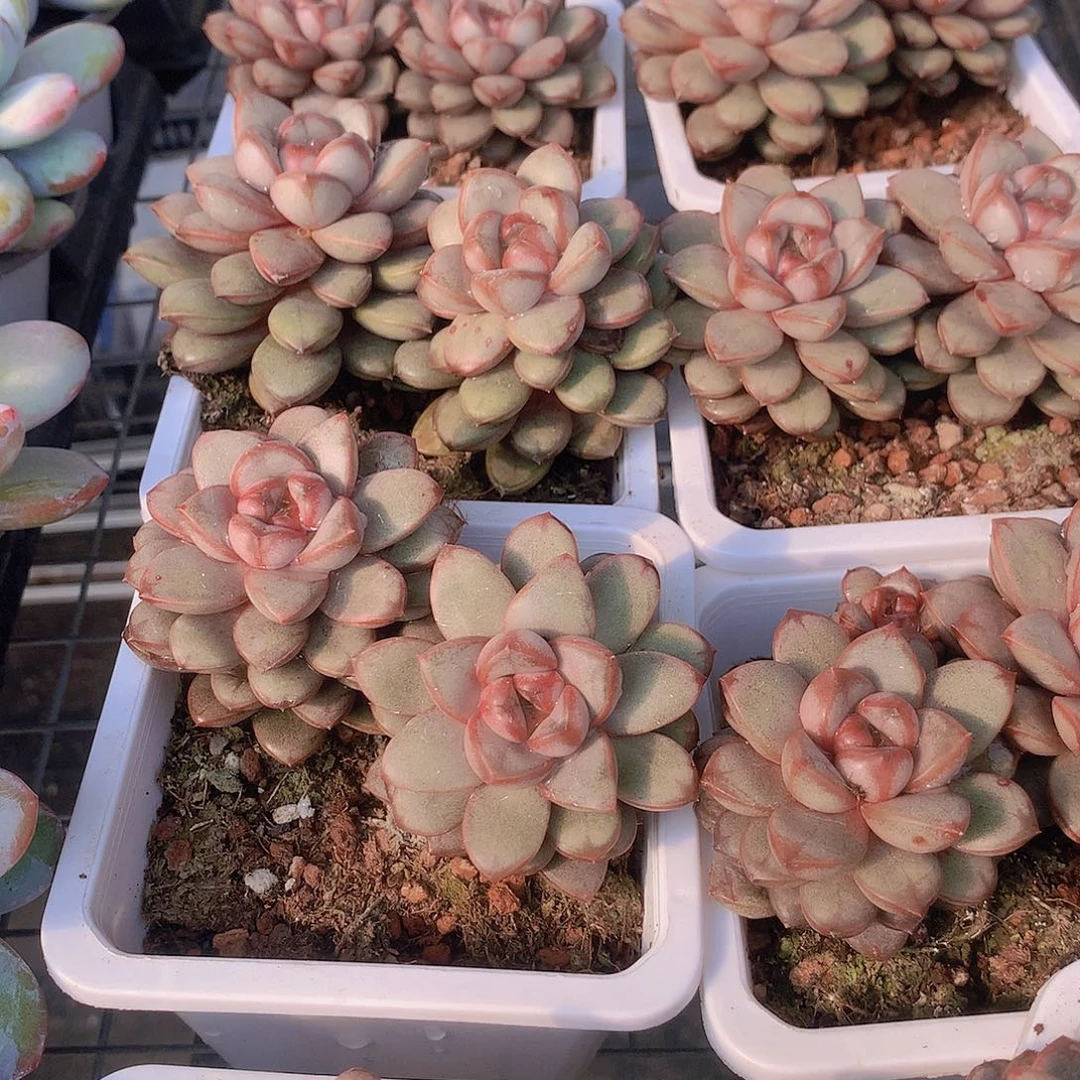 双头葡萄24567899000000