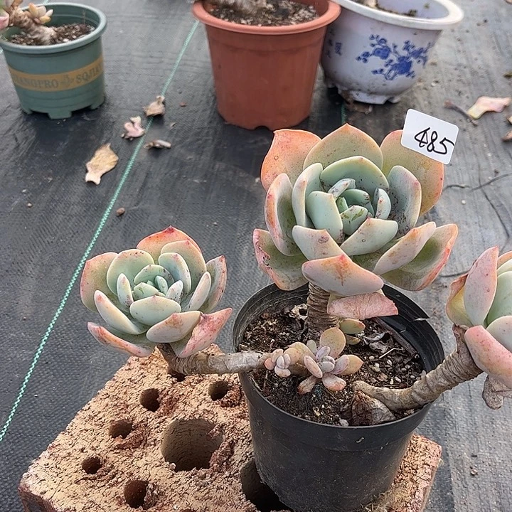 兰***欣485血凤脱土发货不退不换