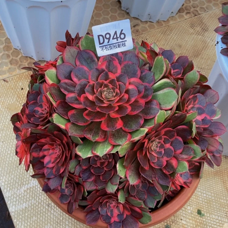 【闪购商品】946红花郎多肉