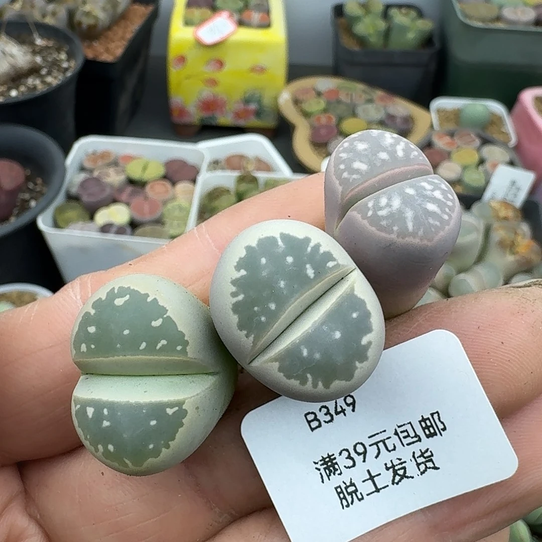 349多肉哈哈哈哈哈哈